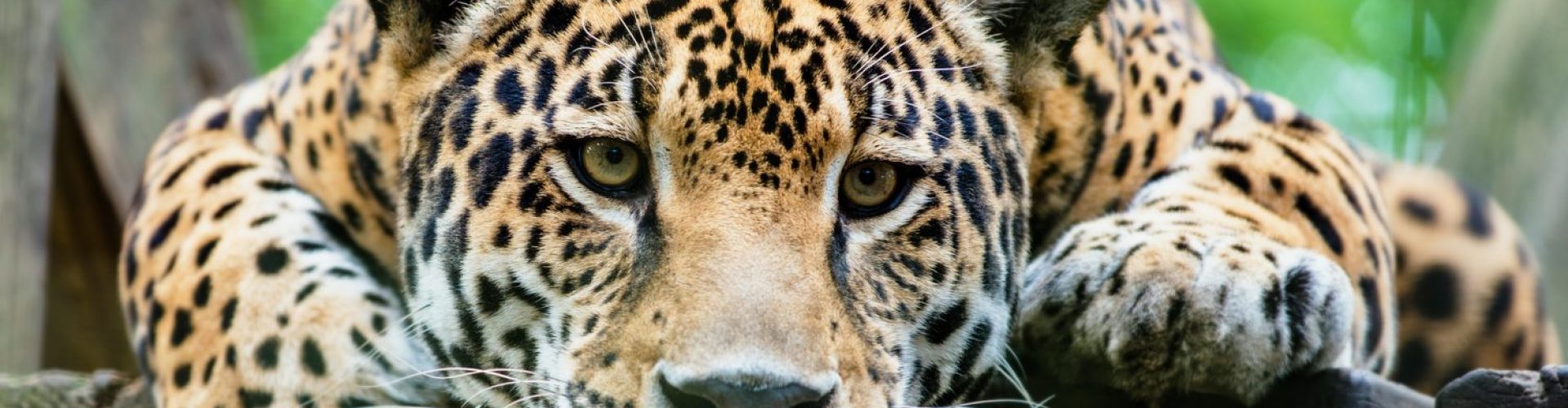 South American jaguar